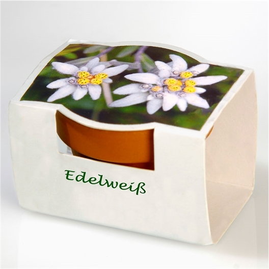 Graines d'edelweiss