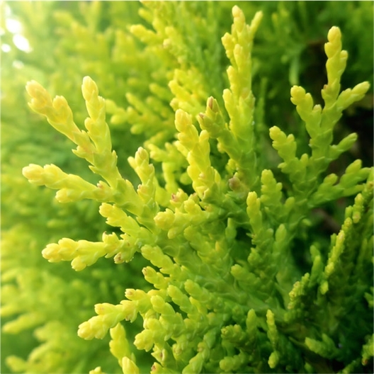 Anti excroissances de peau 10 ml