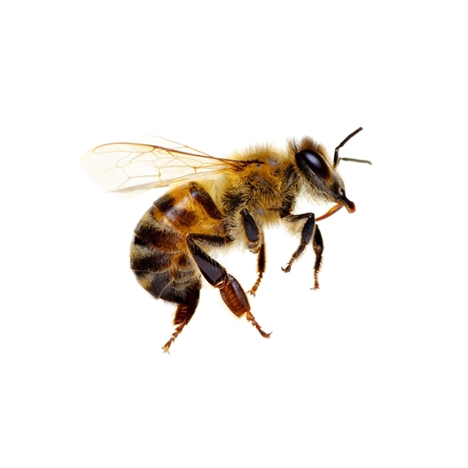 Hôtel à insectes