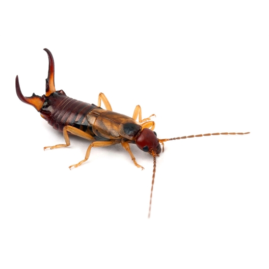 Hôtel à insectes