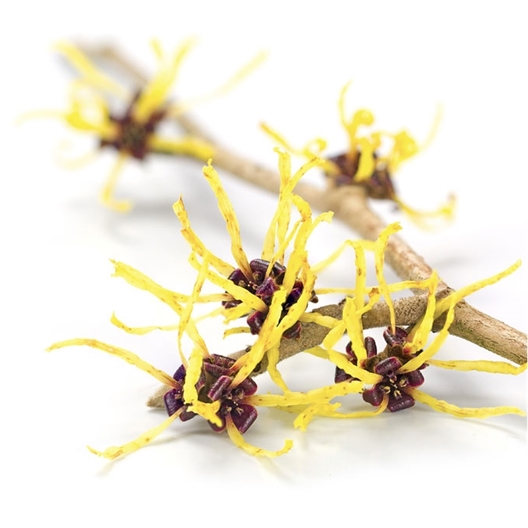 Shampoing ou Lotion Energy Booster