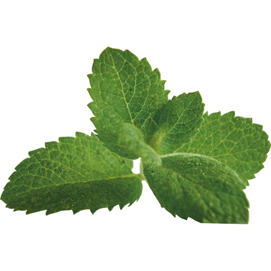 Gel relaxant baume de cheval