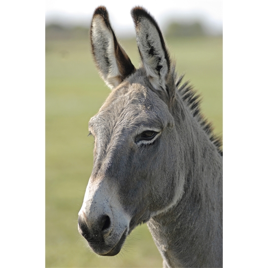 Lot de 3 savons au lait d’ânesse