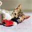 Jouet pour chat oiseau