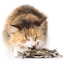 Poissons séchés pour chat