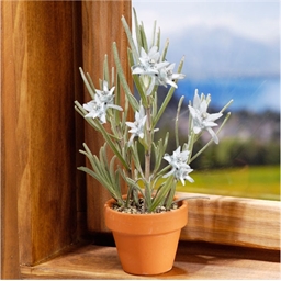 Edelweiss