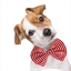 Nœud papillon pour chien rouge