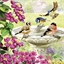 Kit carte broderie diamant Baignade oiseaux